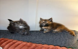Maine Coon cats for sale: Gccf registered Adorable mainecoon kittens - Image 13