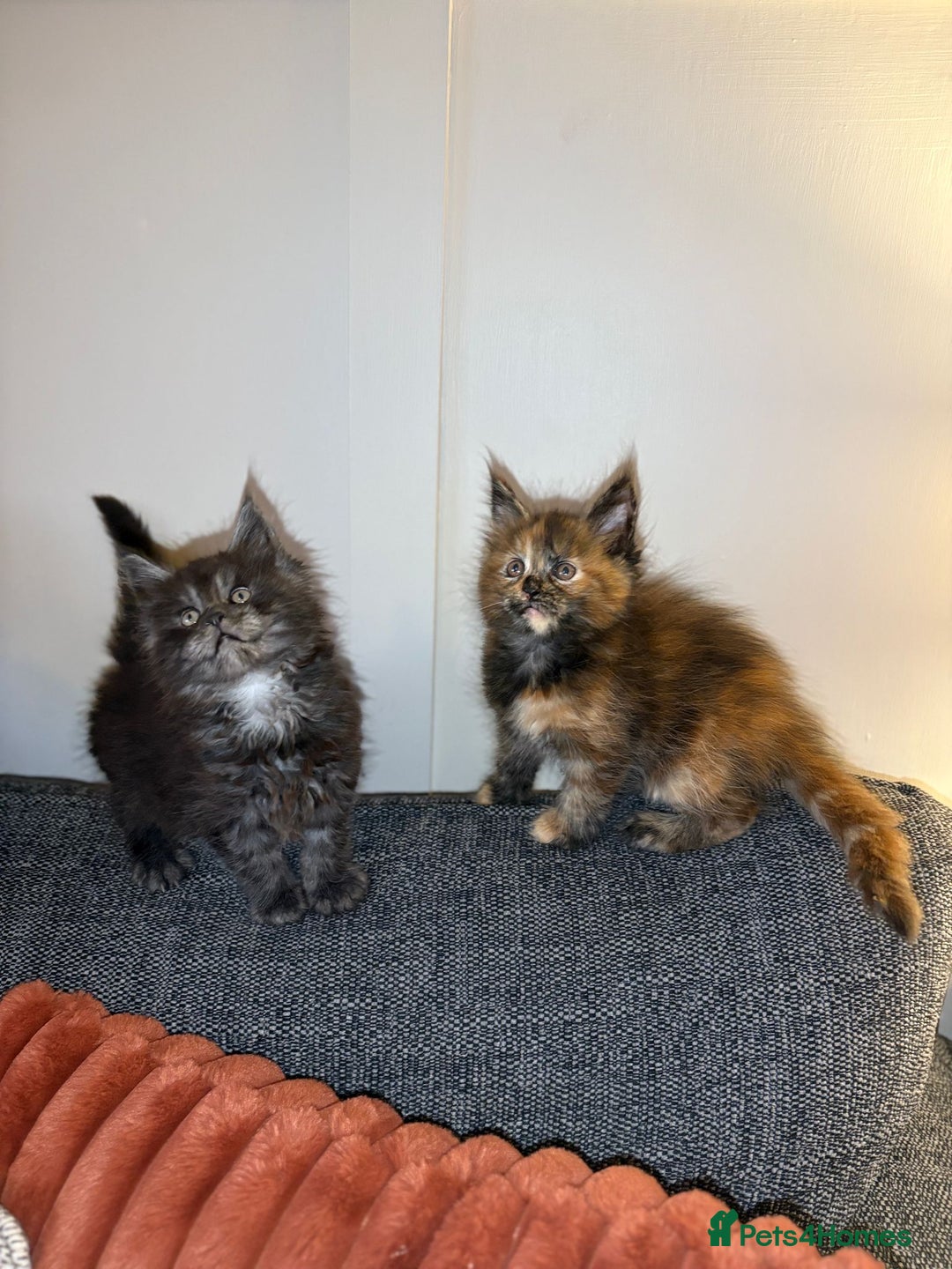 Maine Coon cats for sale: Gccf registered Adorable mainecoon kittens - Image 13