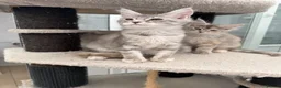 Maine Coon cats for sale: 🐾💗 TWO BEAUTIFUL MAINE COON GIRLS 🐾💗 - Advert 4