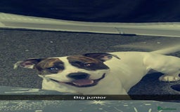 Mixed Breed dogs for sale: 2 year old American bulldog x staff in Nelson - Image 9