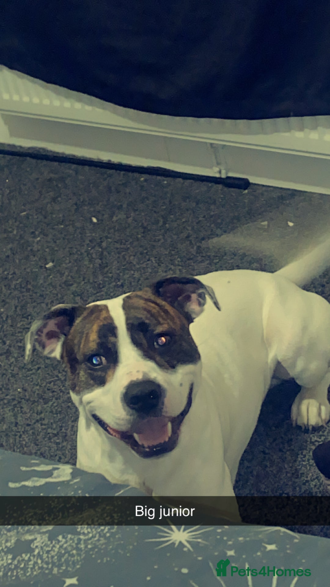 Mixed Breed dogs for sale: 2 year old American bulldog x staff in Nelson - Image 9