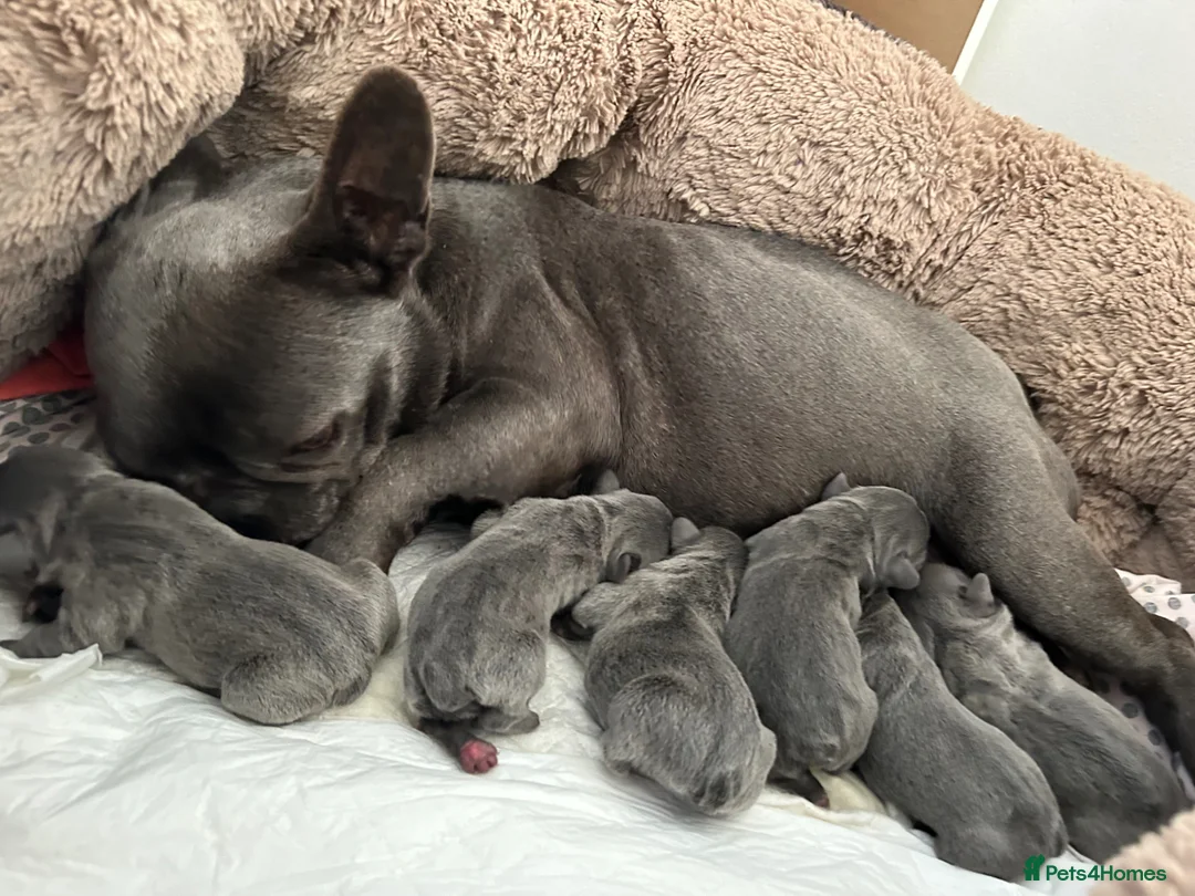 French Bulldog dogs for sale: 8 weeks old Blue Frenchies - Advert 2