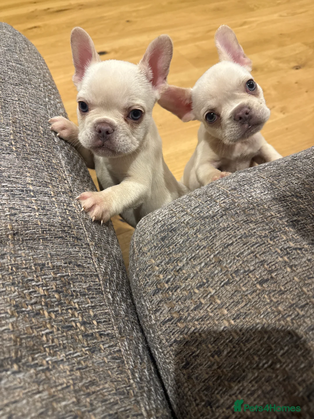 French Bulldog dogs for sale: French bull dog puppy’s  - Advert 2