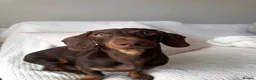 Miniature Dachshund dogs for stud: Beautiful chocolate stud  - Advert 2