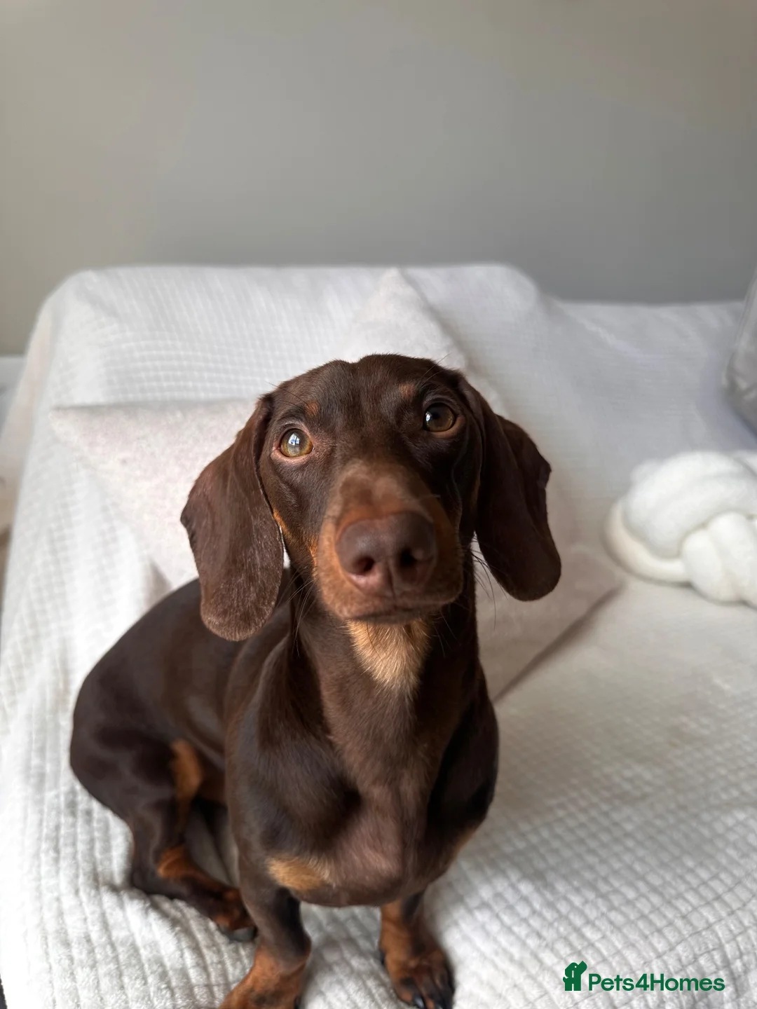 Miniature Dachshund dogs for stud: Beautiful chocolate stud  - Advert 2