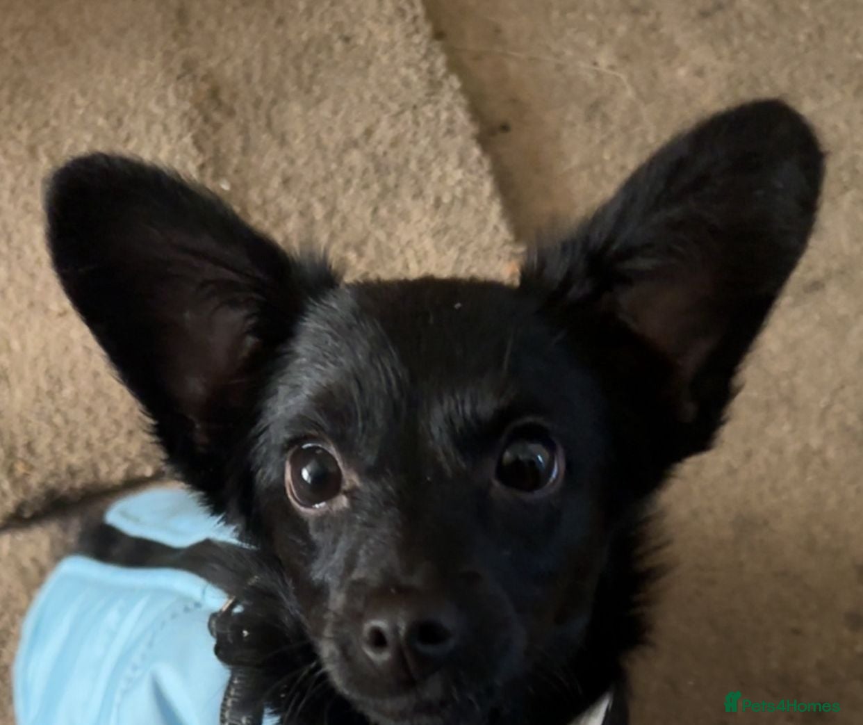 Mixed Breed dogs Jack-chi mix  - Advert 1