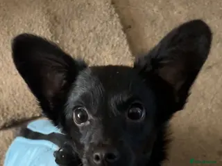 Mixed Breed dogs Jack-chi mix - Advert 2