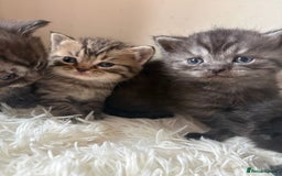 Brazilian Shorthair cats for sale: 7 Beautiful tabby British Shorthair Kittens  - Image 5