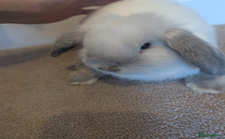 Mini Lop rabbits - Advert 1