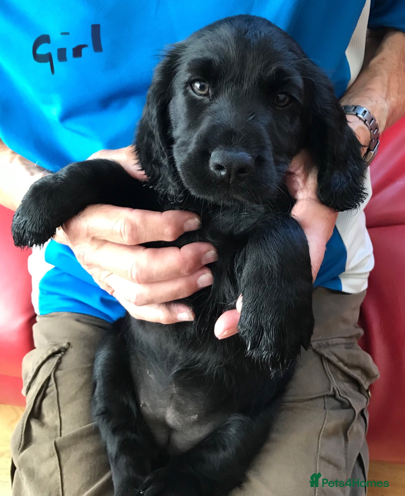 Mixed Breed dogs Cocker Spaniel/ Collie +spaniel puppies  - Advert 2