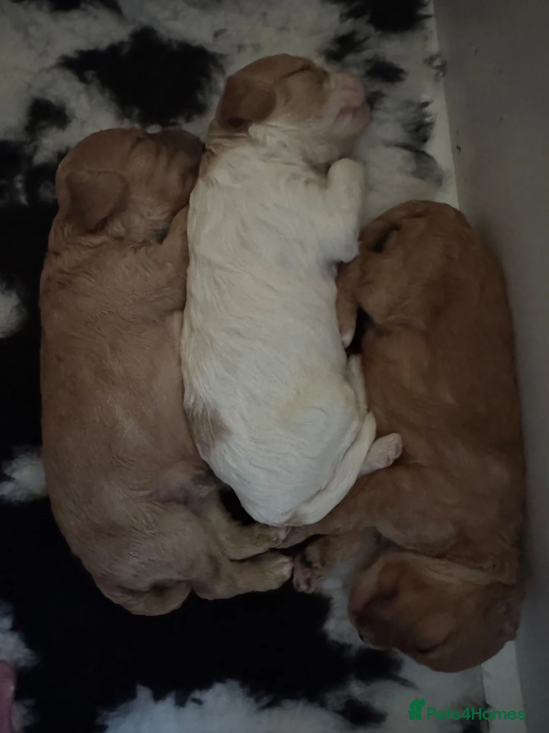 Cavapoo dogs for sale: Red cavapoo puppies in Bishop Auckland - Advert 12