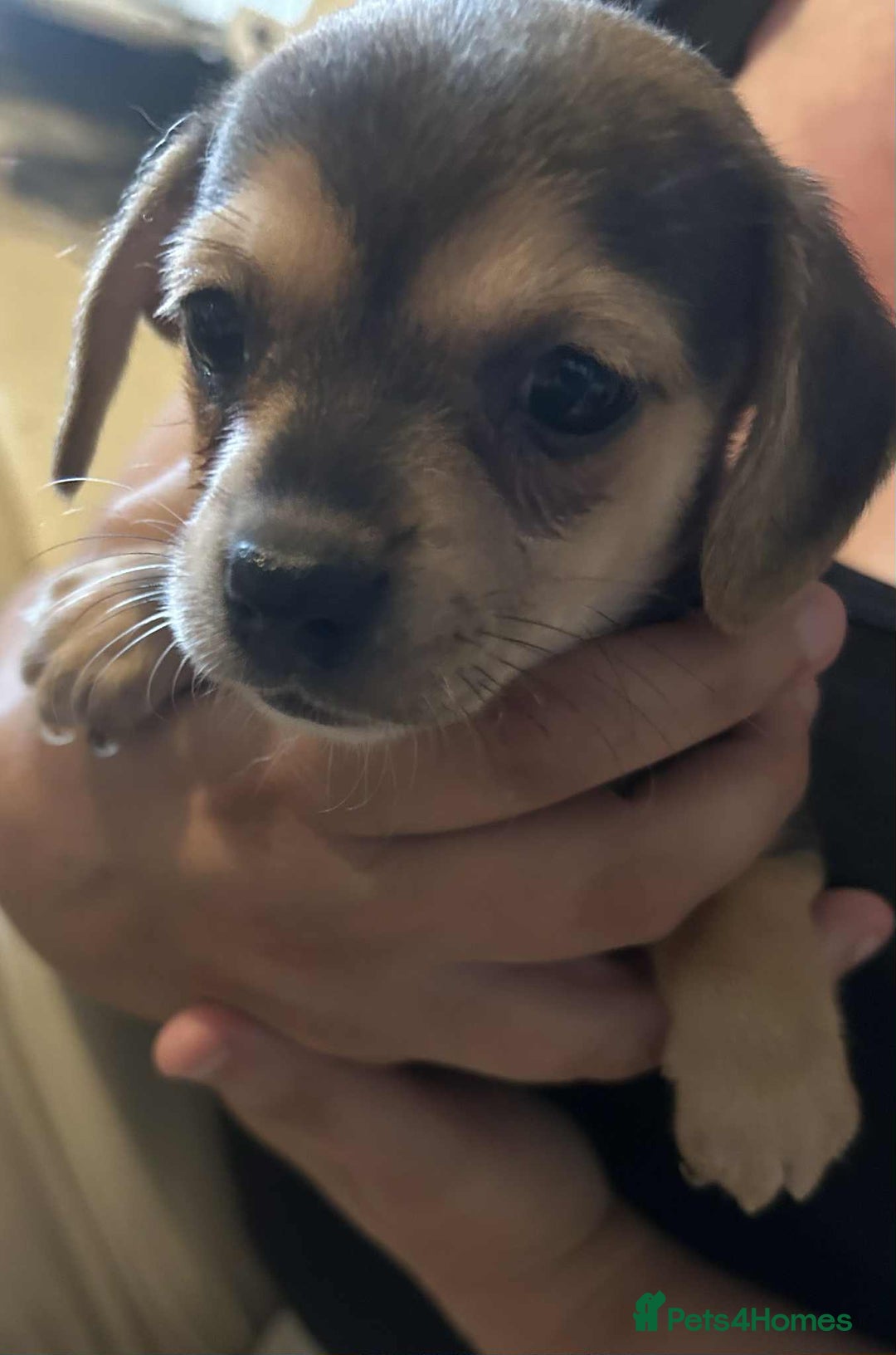 Mixed Breed dogs for sale: Beautiful and playful puppies for sale - Image 6