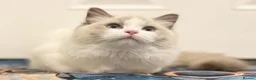 Ragdoll cats for sale: Beautiful cuddling ragdoll girl. - Advert 2
