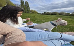 French Bulldog dogs for sale: George - Image 7