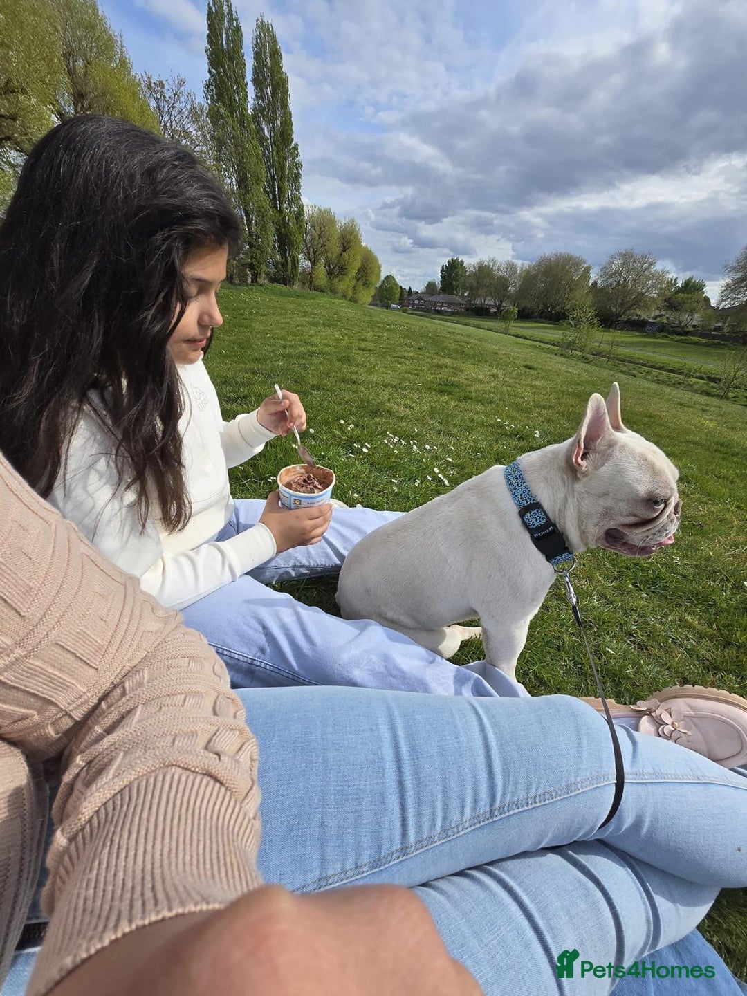French Bulldog dogs for sale: George - Image 7