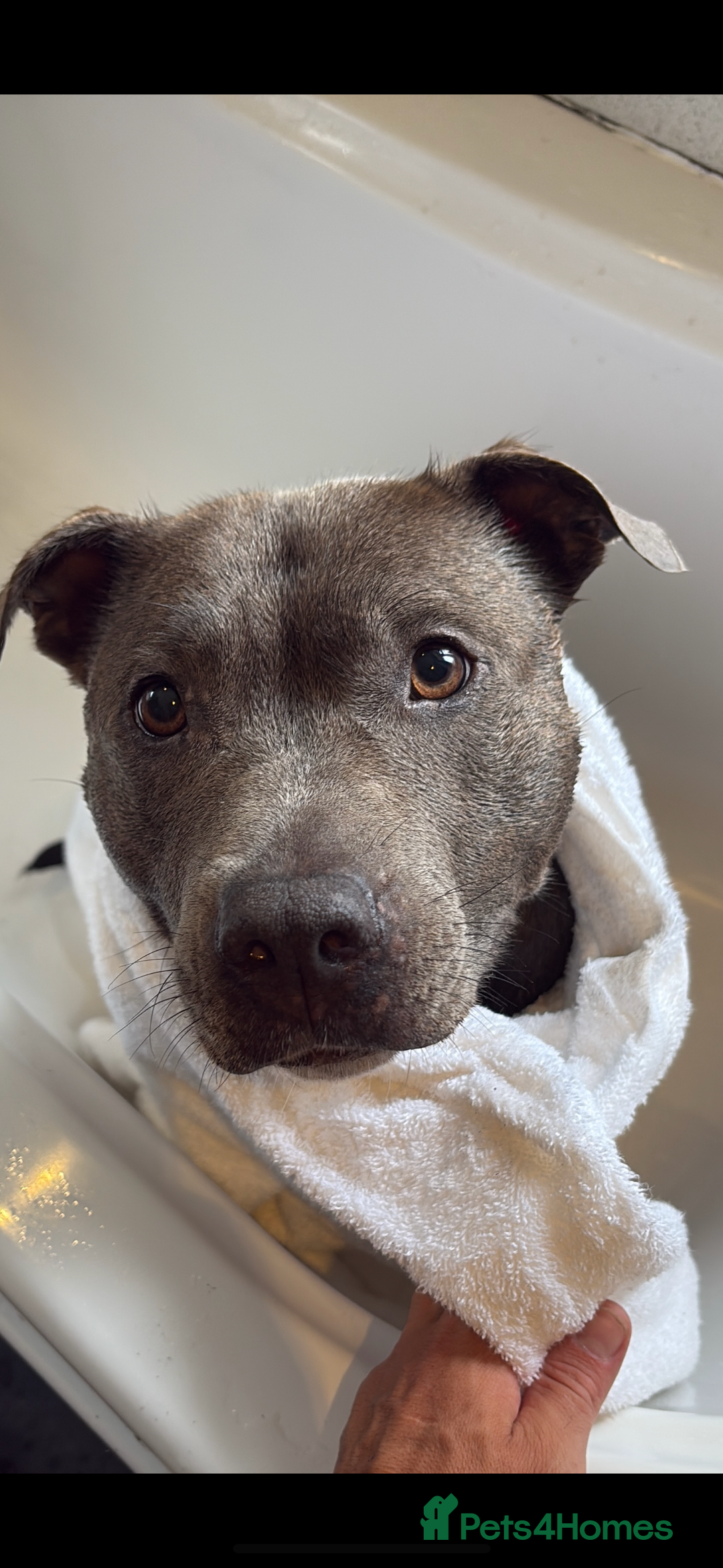 Staffordshire Bull Terrier dogs for sale: Dw Kc registered Blue Staffordshire Bull Terriers. - Advert 3