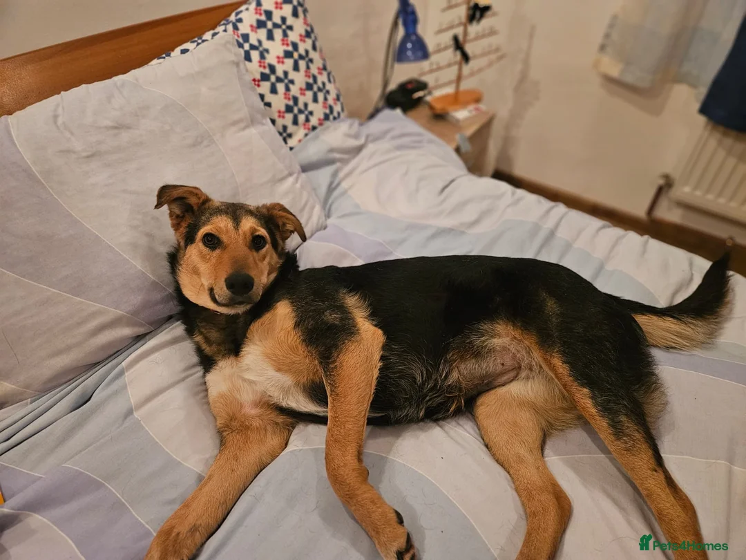 Mixed Breed dogs for adoption: 🐾 Meet Larisa - a gentle girl for a Loving Home💛 - Advert 25