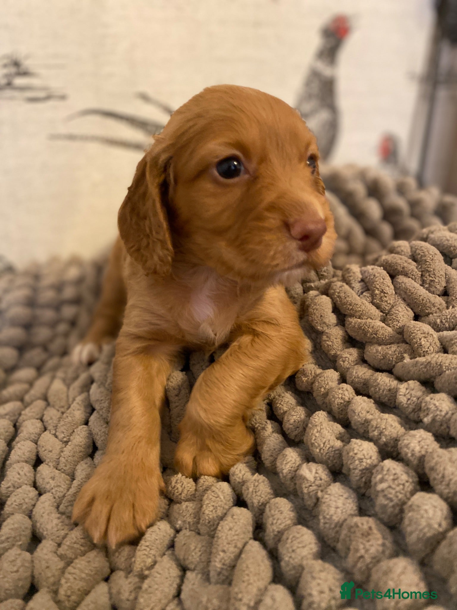 Cocker Spaniel dogs Beautiful KC Working Cocker Spaniel Puppies. - Advert 1