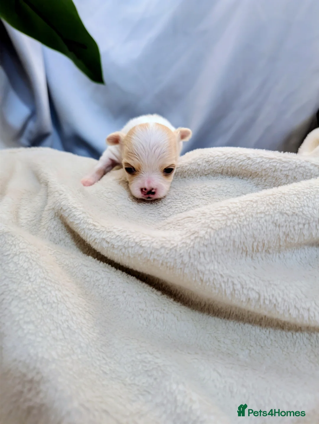 Chihuahua dogs for sale:  3 ABSOLUTELY GORGEOUS CHIHUAHUA PUPPIES FOR SALE - Advert 10