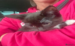 Domestic Shorthair cats for sale: Kitten  - Image 1