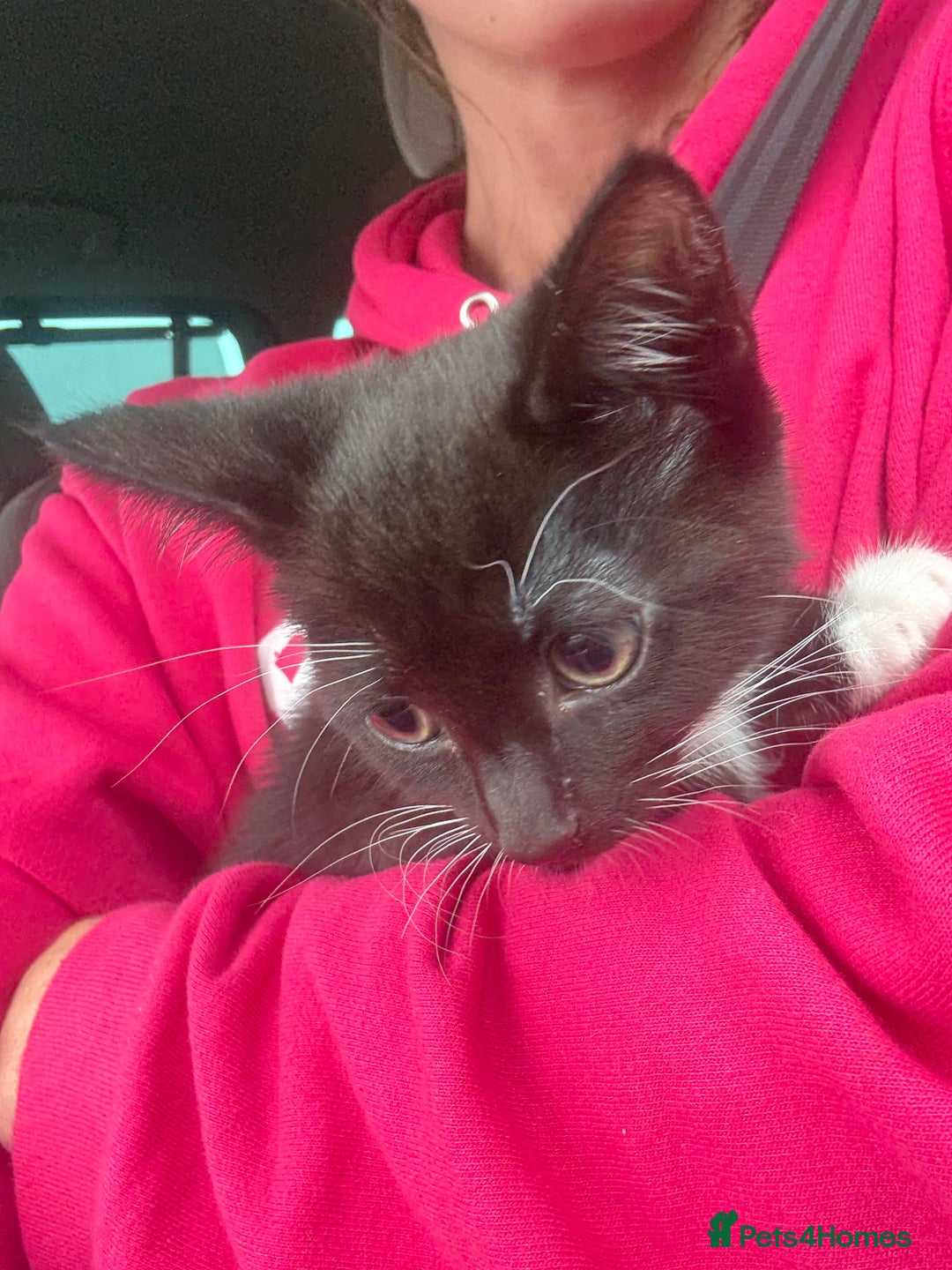 Domestic Shorthair cats for sale: Kitten  - Image 1