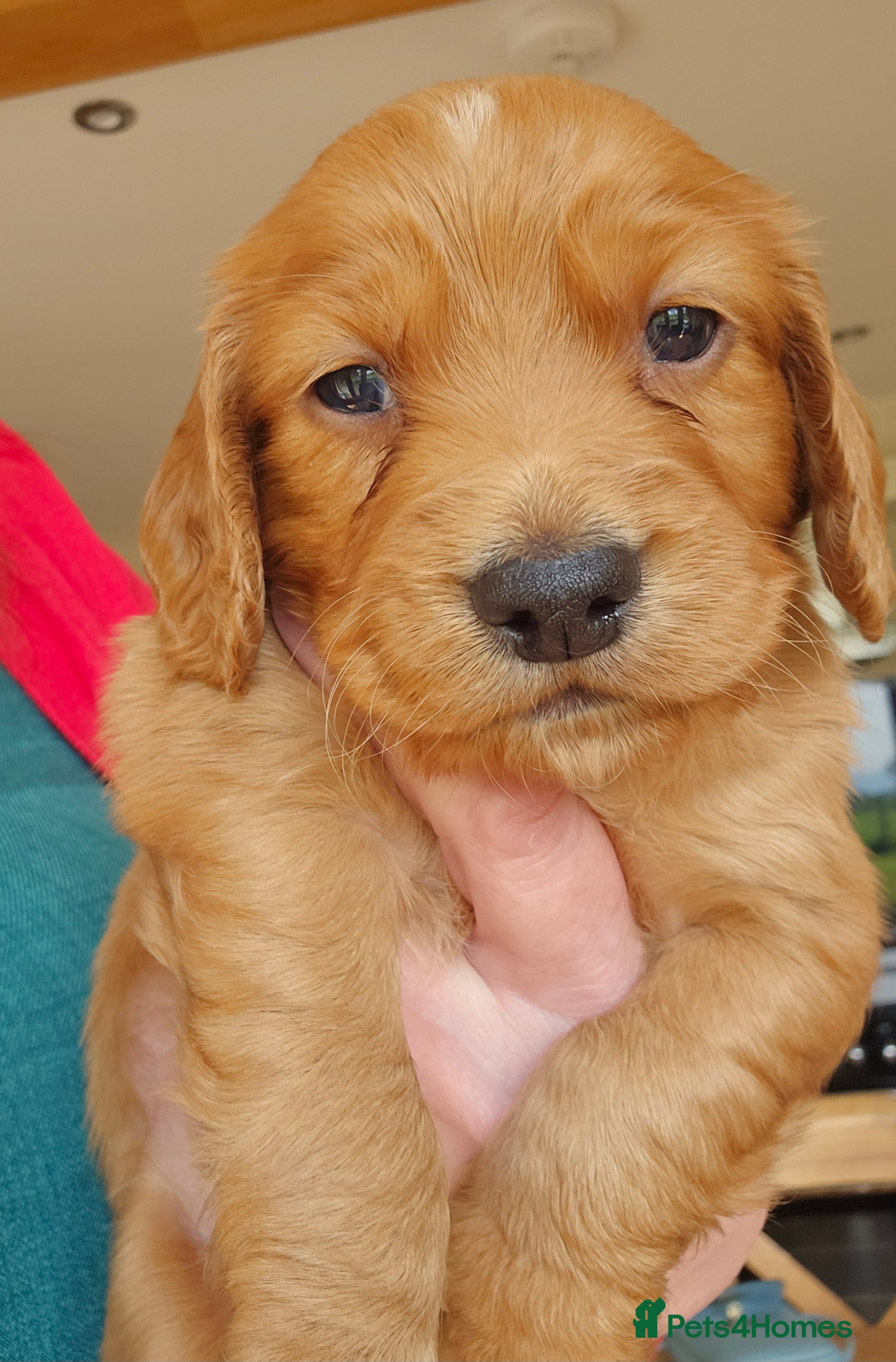 Cocker Spaniel dogs Beautiful red KC registered cocker spaniels  - Advert 18