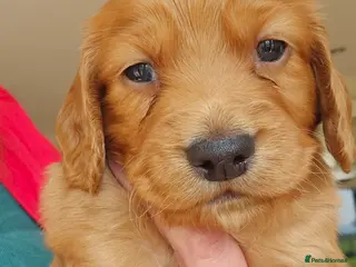 Cocker Spaniel dogs Beautiful red KC registered cocker spaniels - Advert 2