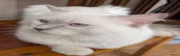 Ragdoll cats for stud: ❤️GCCF Registered❤️Lilac Point ragdoll   - Advert 4
