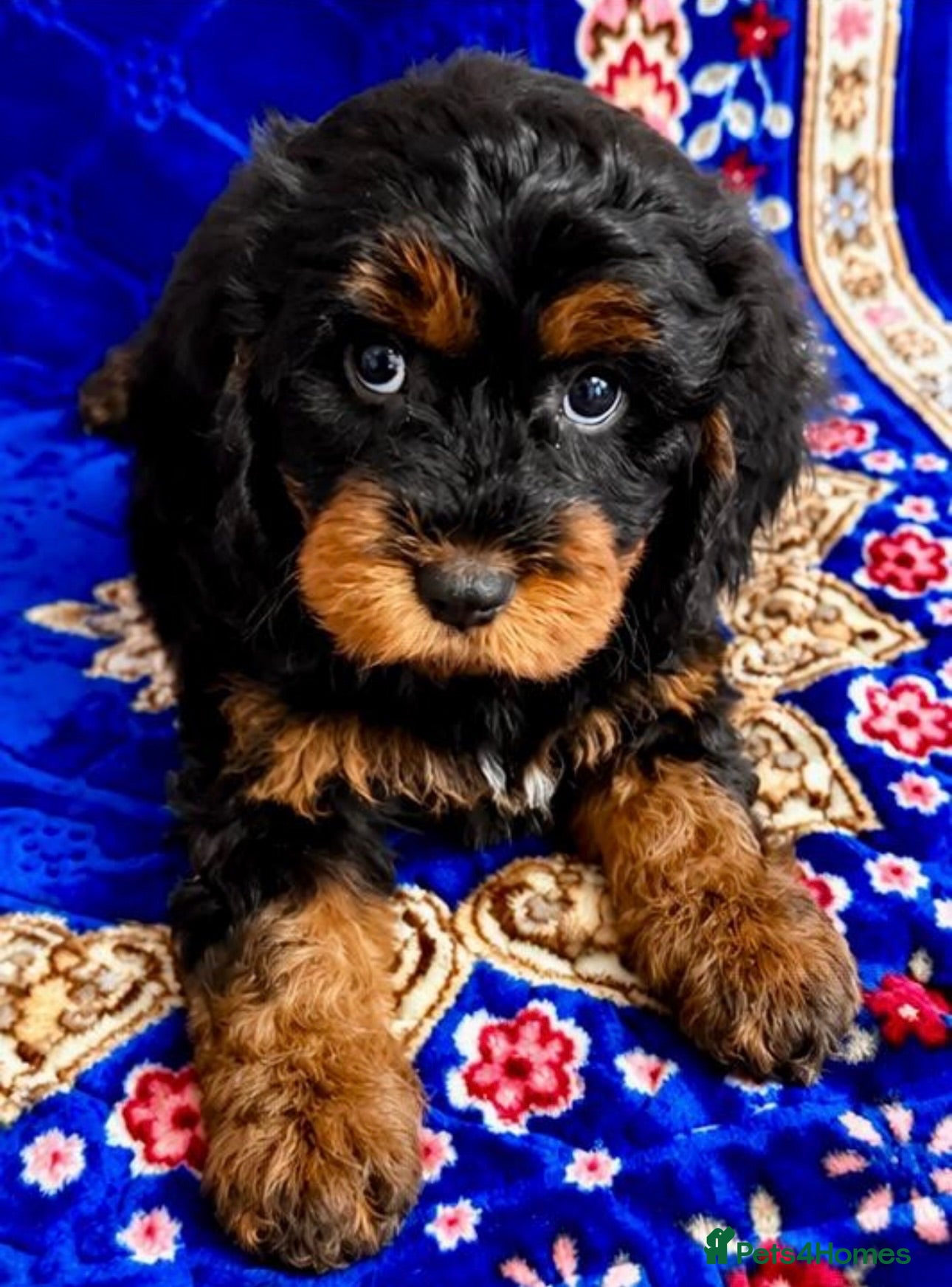 Cavapoo dogs 🥇TOP QUALITY F1 CAVAPOO PUPPIES READY TO LEAVE! - Advert 4