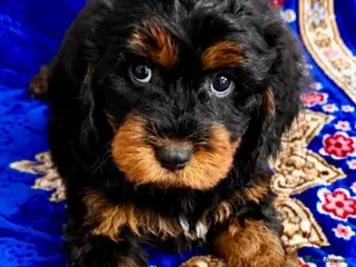 Cavapoo dogs 🥇TOP QUALITY F1 CAVAPOO PUPPIES READY TO LEAVE! - Advert 4