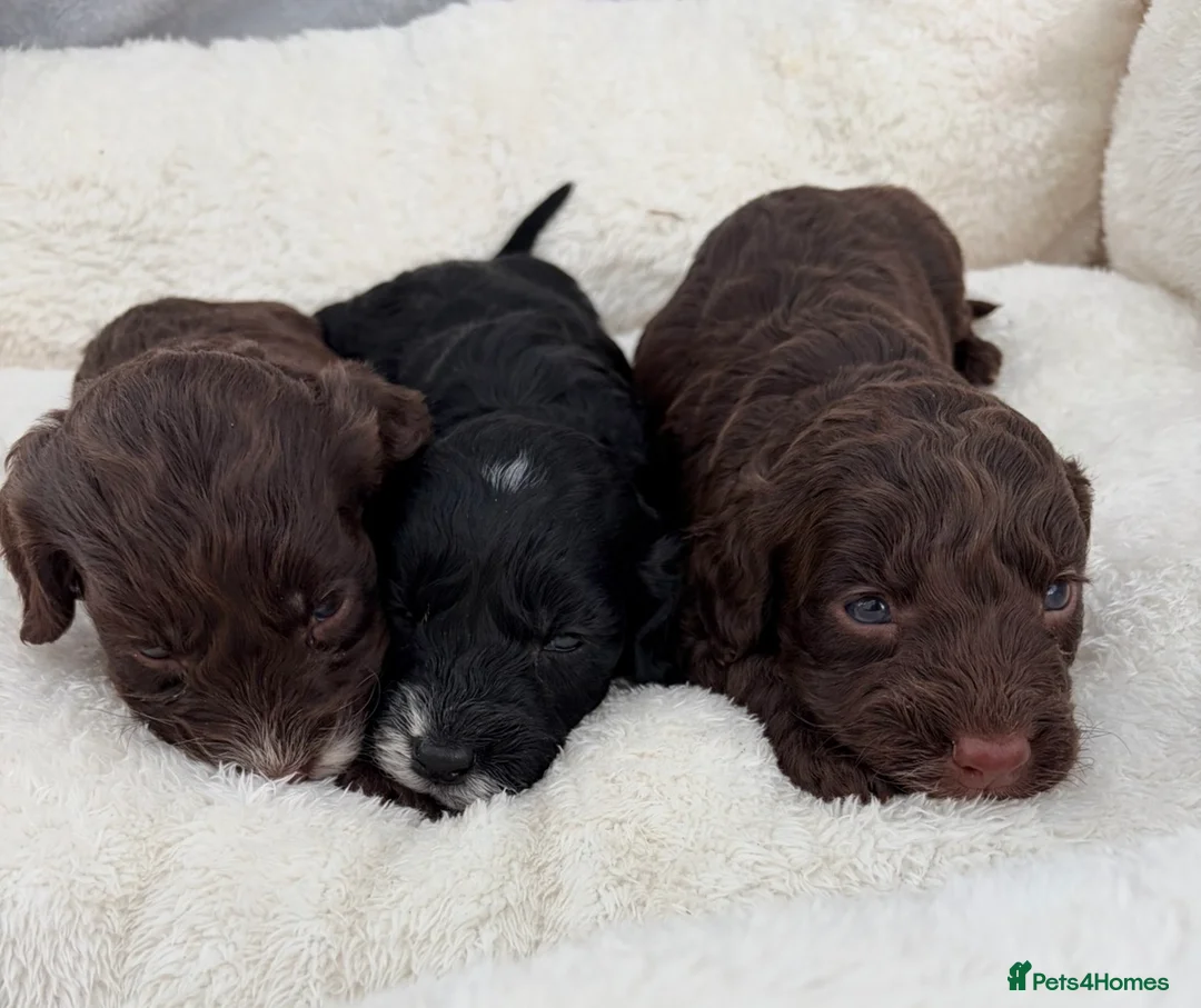 Cockapoo dogs for sale: F1 COCKERPOO PUPPIES   - Advert 8