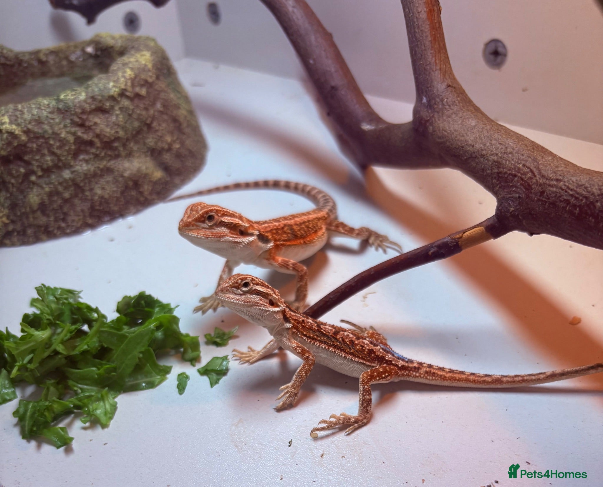 Bearded Dragon reptiles Very friendly dragons - Advert 1