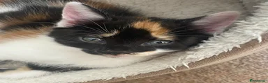 Kittie 1