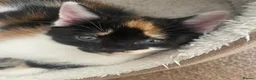 Mixed Breed cats for sale: GORGEOUS CALICO SISTERS! - Advert 8