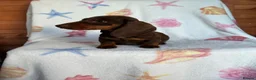 Miniature Dachshund dogs for sale: Minuture dachshund ready to leave - Advert 9