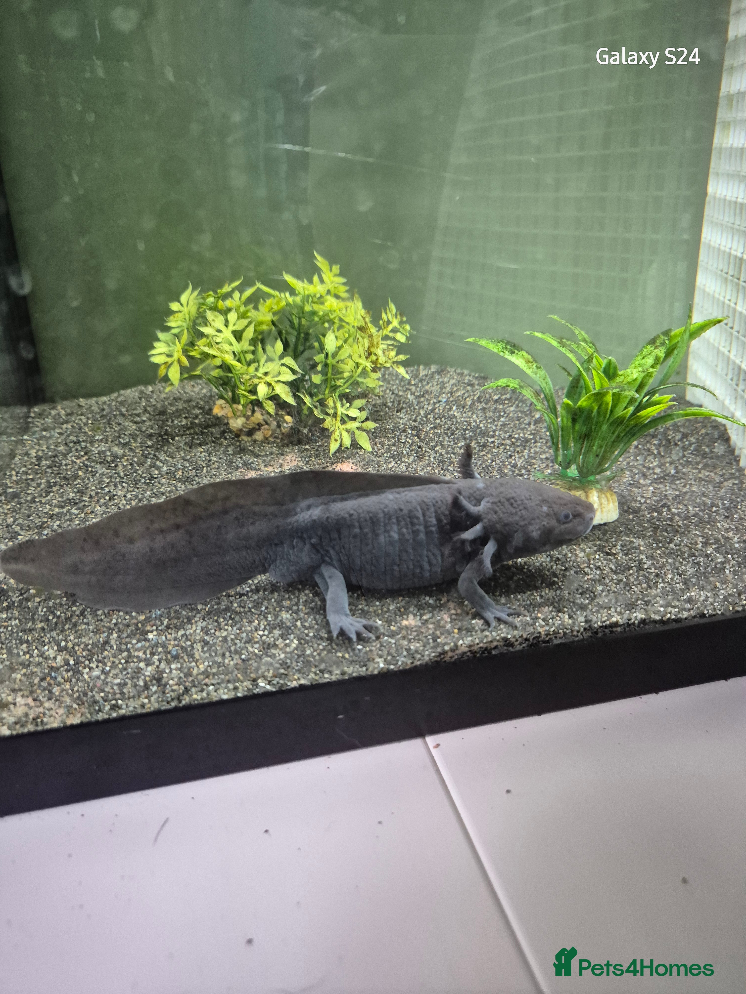 Catfish fish Axolotls  - Advert 1