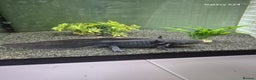 Catfish fish for sale: Axolotls  - Advert 1