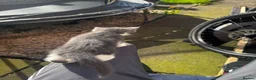 Turkish Van cats for sale: 2 Beautiful Boys available for a new home  - Advert 3