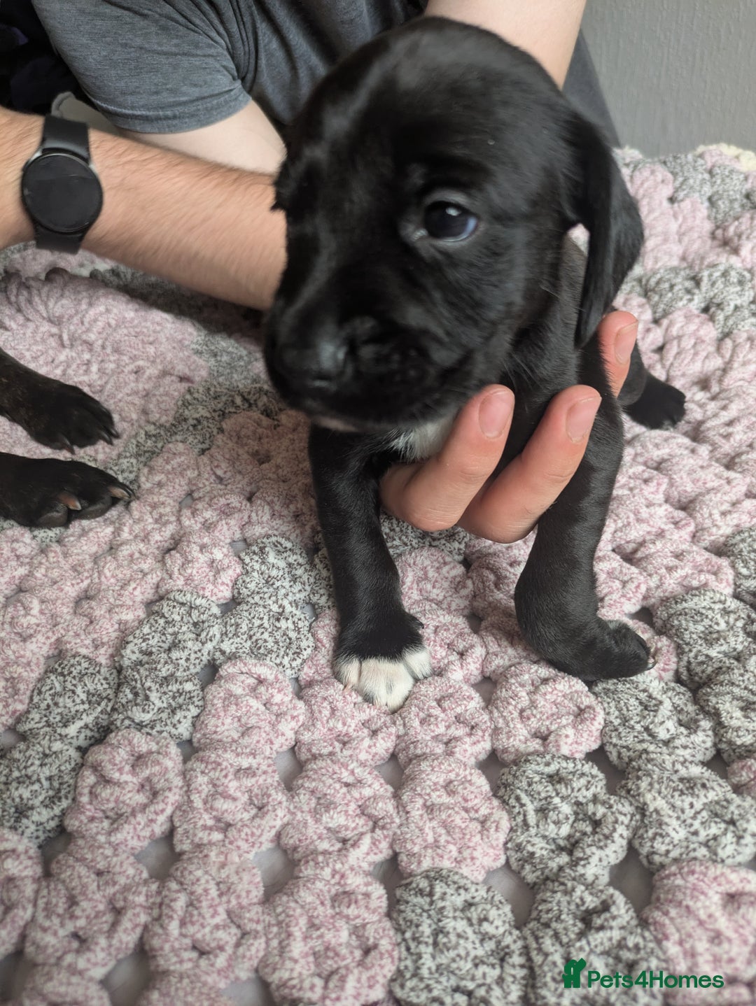 Mixed Breed dogs for sale: Beautiful splaffie pups - Image 5