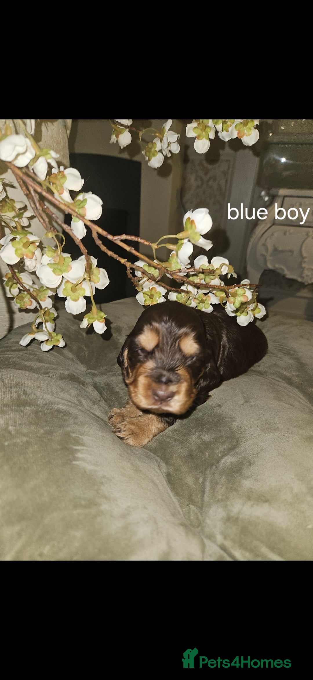 Cocker Spaniel dogs for sale: Show cocker spaniel  - Advert 2