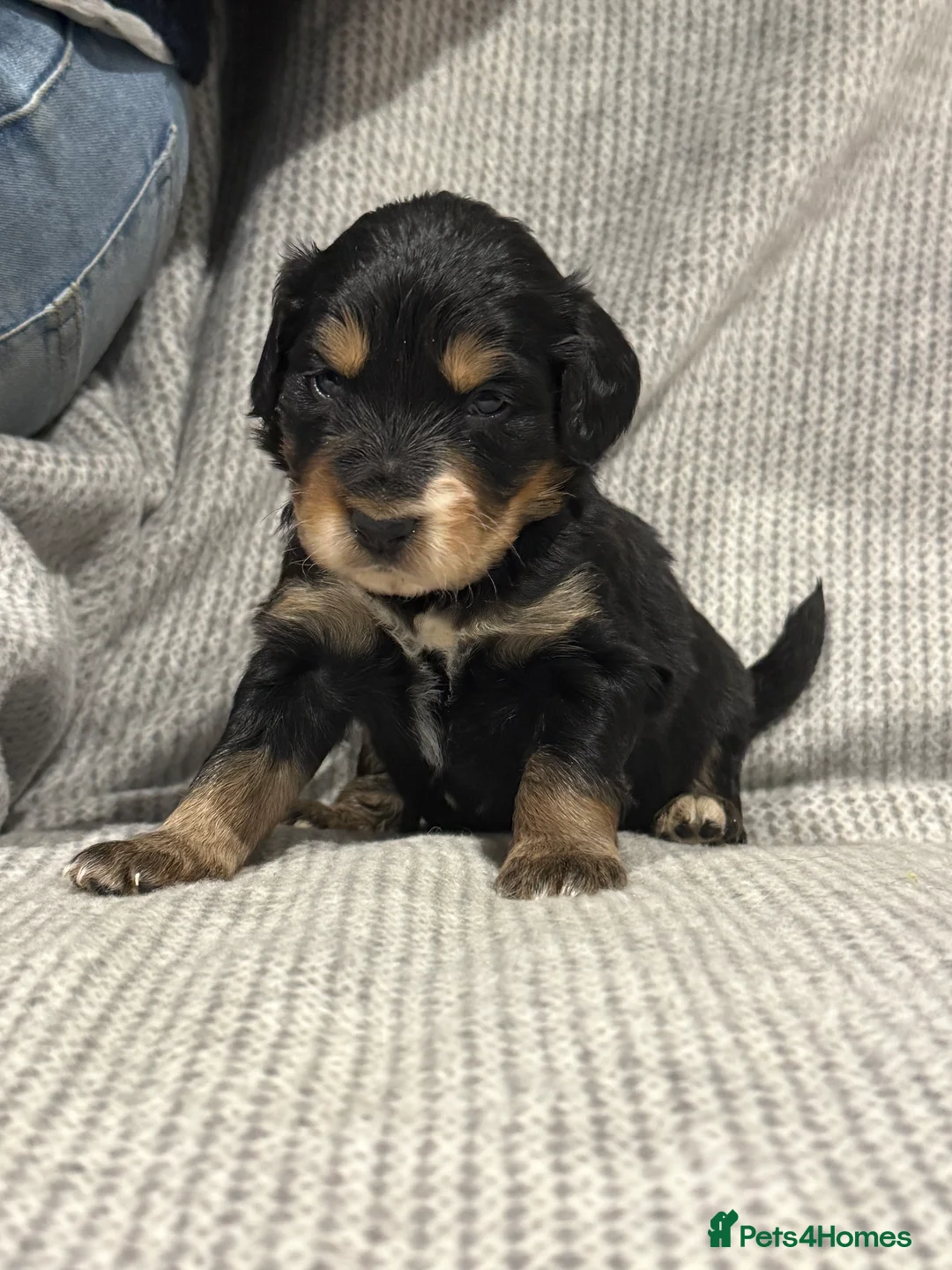 Mixed Breed dogs for sale: Stunning coloured cocker x collie puppies  - Advert 8