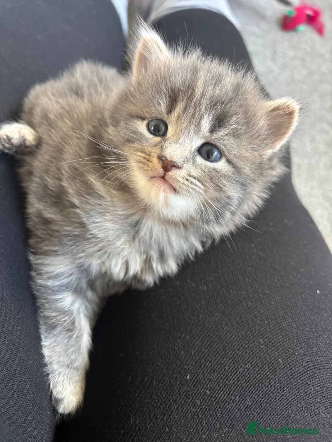 British Shorthair cats for sale: 2 grey Tabby kittens for sale in Southampton - Advert 8