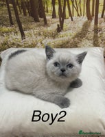 British Shorthair cats - Advert 9