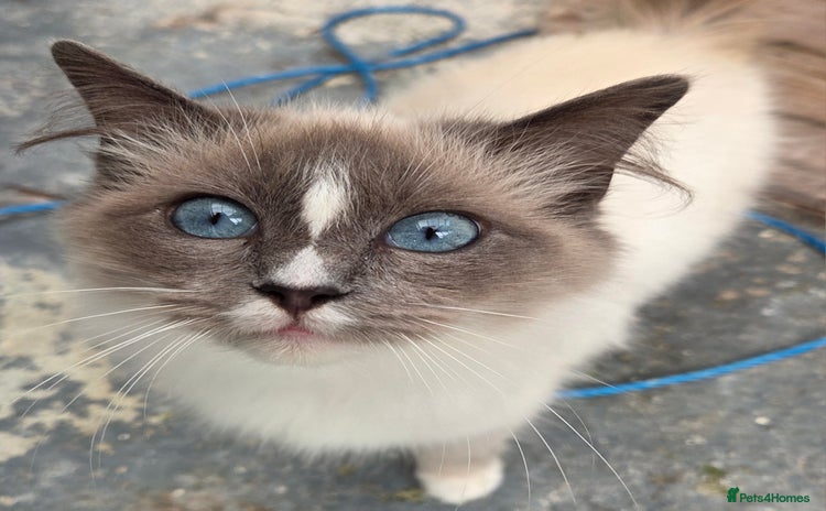 Ragdoll cats - Advert 7