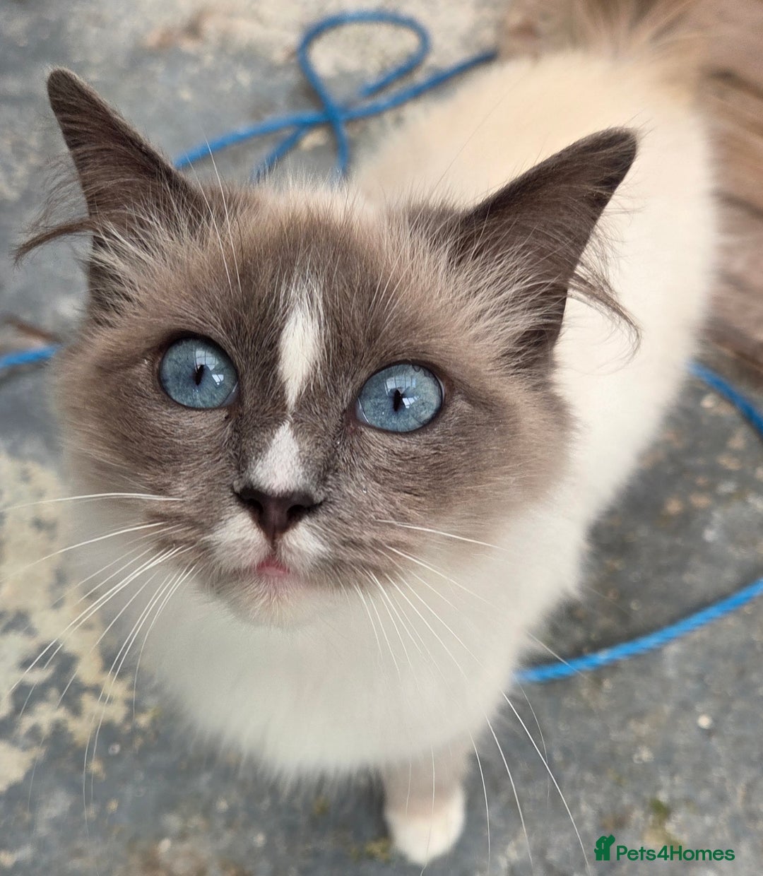 Ragdoll cats for sale: Beautiful Blue Blaze Ragdoll Female - Image 1
