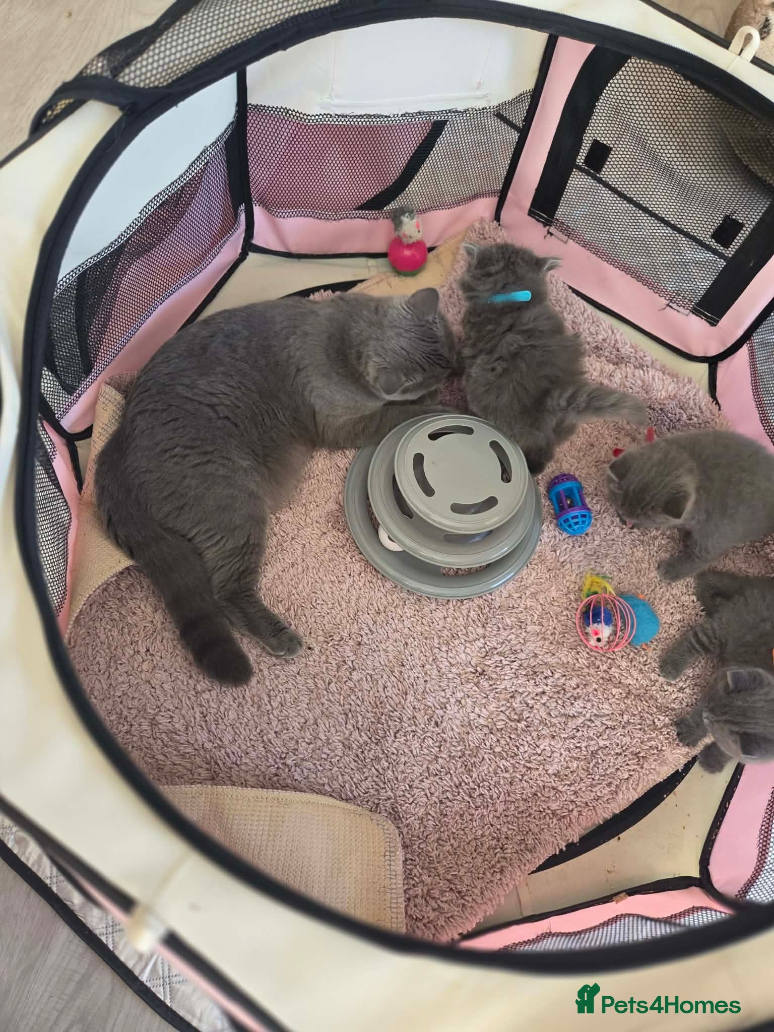 British Shorthair cats Beautiful British blue Shorthair  - Advert 1