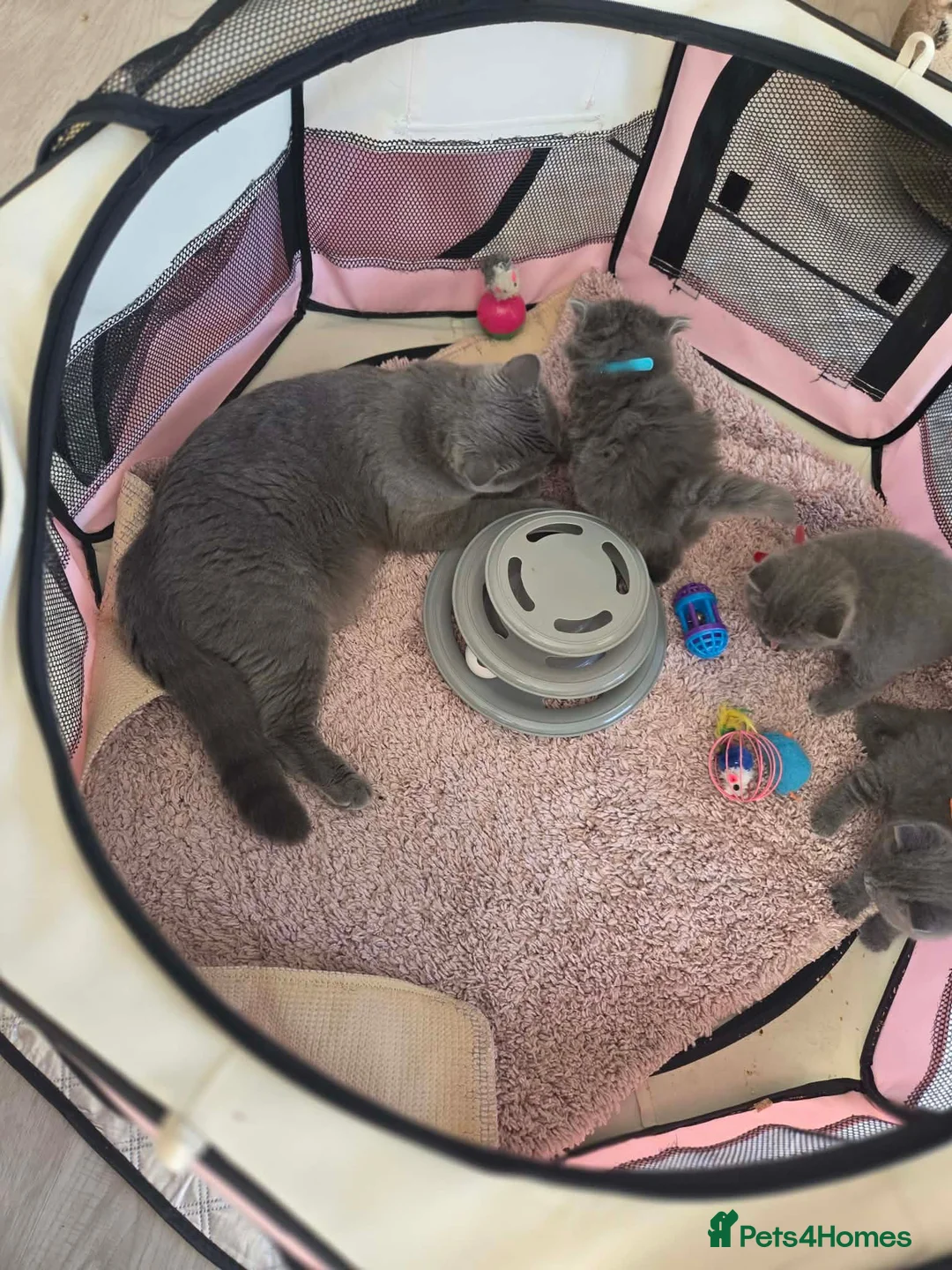 British Shorthair cats for sale: Beautiful British blue Shorthair  - Advert 8