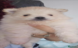 Pomeranian dogs for sale: Beautiful miniature Pomeranians  - Image 3
