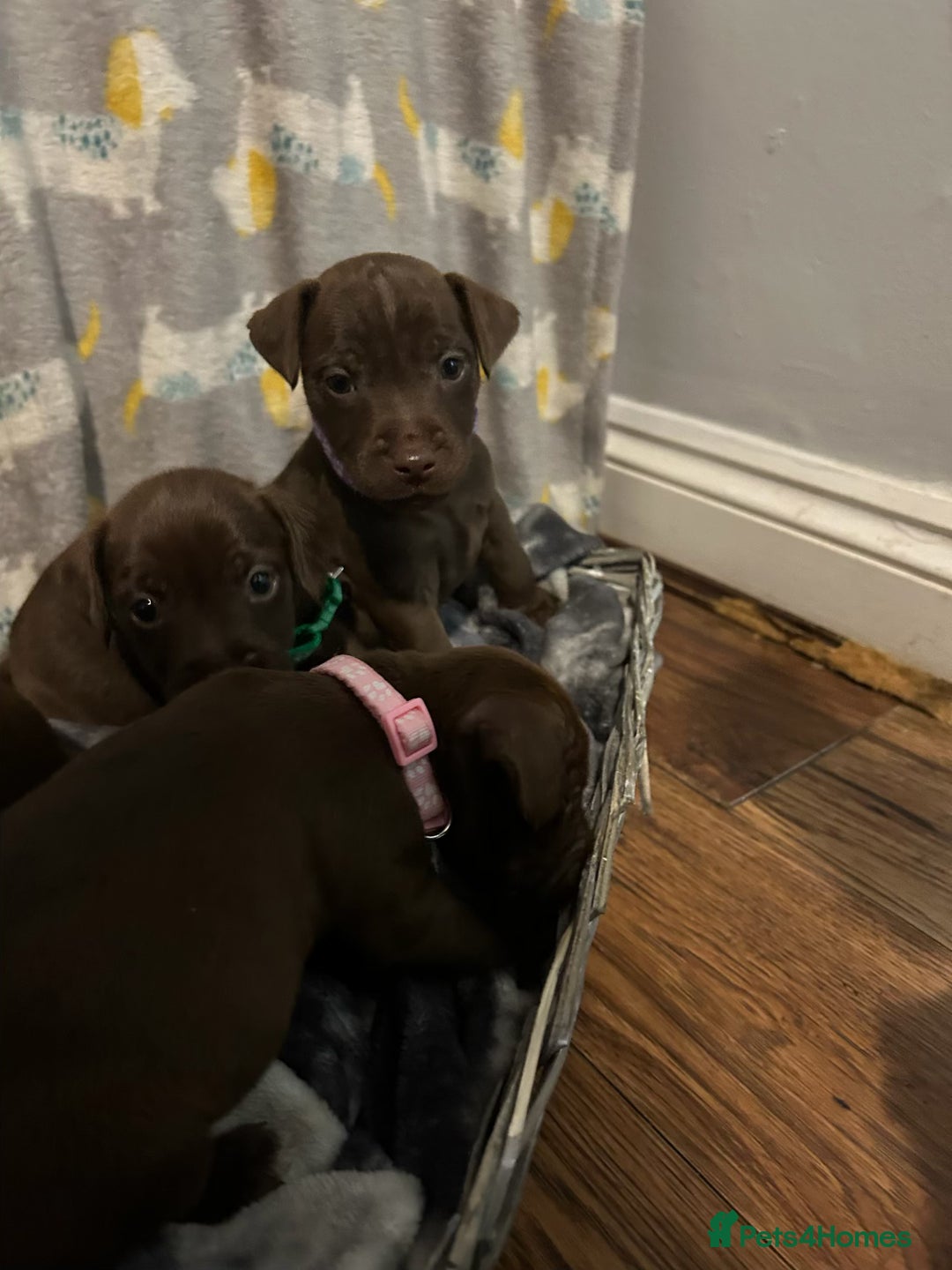 Patterdale Terrier dogs for sale: Beautiful Patterdale Terrier Puppies - Advert 4