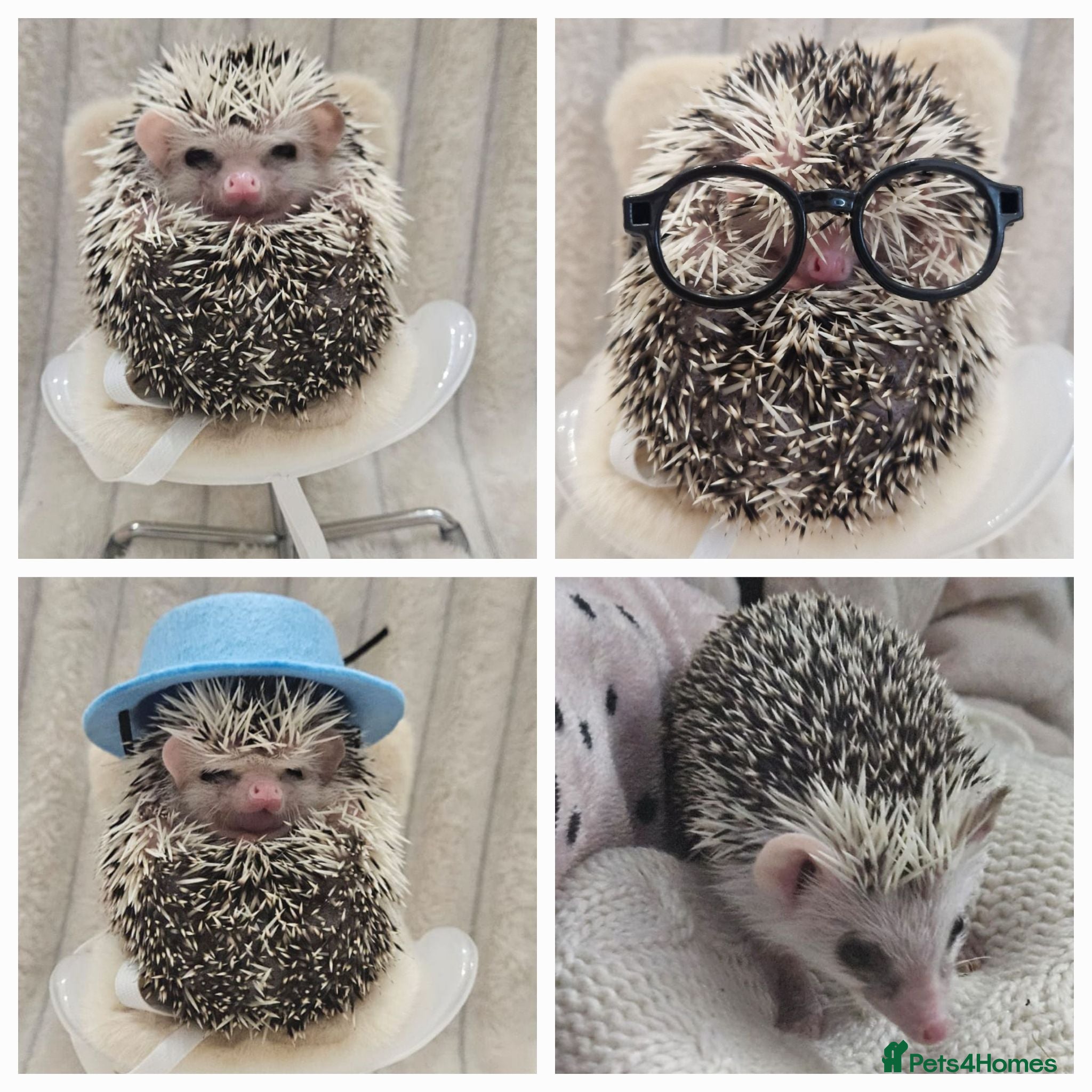 Pygmy Hedgehog rodents Pygmy Hedgehog, Male, 1 Year Old, Full Set Up - Advert 2